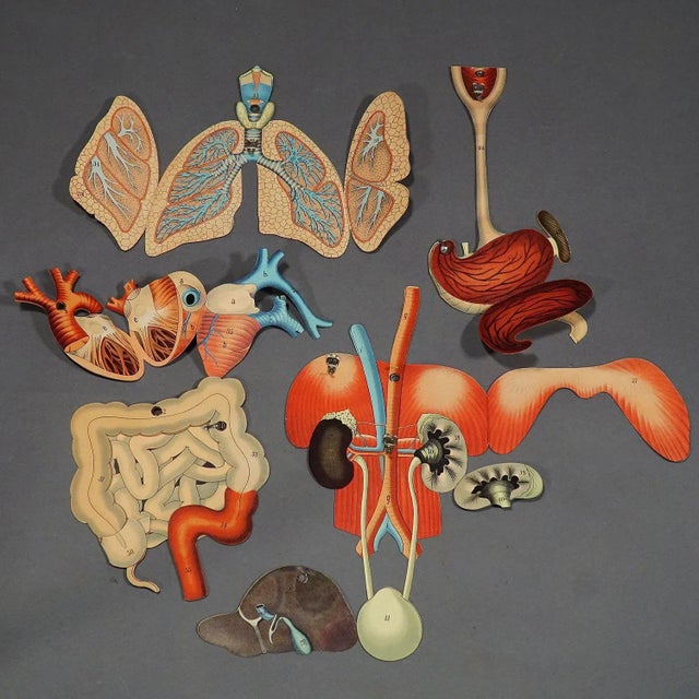 Antique Foldable Anatomical Wall Chart Depicting Human Musculature For Sale - Image 6 of 10