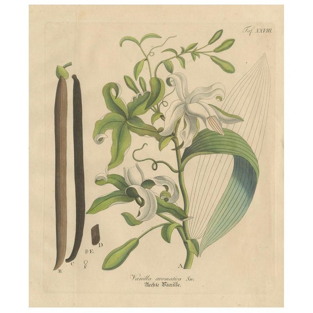 Vanilla Aromatica, 1800s, Paper For Sale - Image 10 of 10