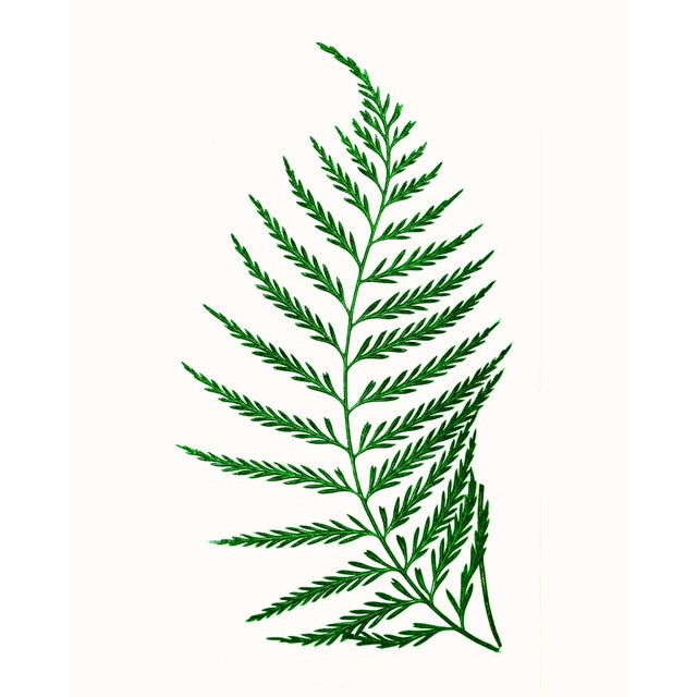 Green British Fern Contemporary Reproduction Print Collection, Set of 12 For Sale - Image 8 of 9