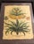 German apothecary and botanist Basilius Besler 18th Century See pictures for more details The product is an 18th-century...