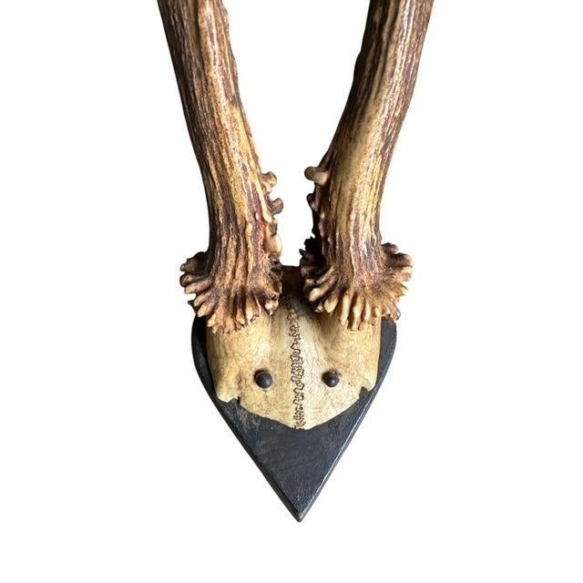 Cabin Early 1900s Roe Deer Trophy Rd139 Black Forest Antlers For Sale - Image 3 of 5