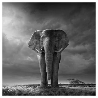 Chris Clor, African Elephant in Savannah, Photographic Paper For Sale