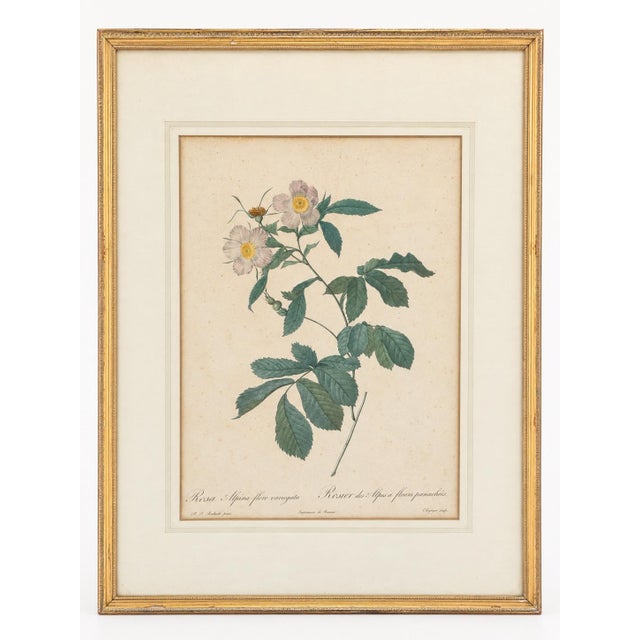 Pair of Early 19th-Century French Rosa Alpina Color Stipple Engravings With Original Description Leaves — After Pierre-Joseph Redouté For Sale - Image 4 of 7