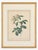 Pair of Early 19th-Century French Rosa Alpina Color Stipple Engravings With Original Description Leaves — After Pierre-Joseph Redouté For Sale - Image 4 of 7