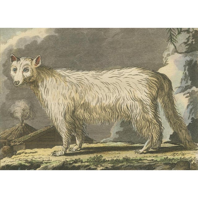 After Buffon, The White Fox of Canada Arctic Wildlife, Engraving, 1801 For Sale - Image 4 of 9