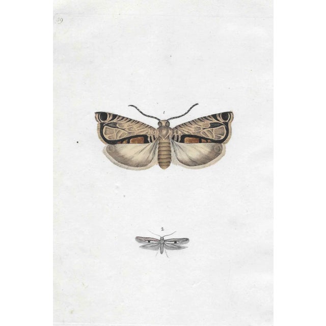 Traditional 19th Century English Moth Engraving For Sale - Image 3 of 3