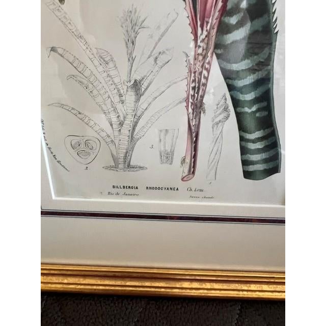 This piece is an antique botanical lithograph featuring the Billbergia rhodocyanea, commonly known as the Queen's Tears or...