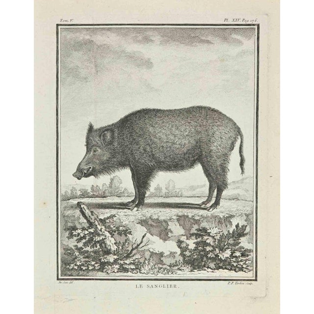 Le Sanglier is an etching made by P.F. Tardieu in 1771. It belongs to the suite "Natural, general and particular history...