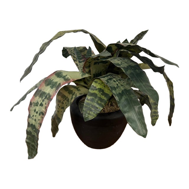 Artificial Vriesea Hieroglyphica Plant + Vase For Sale