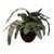 Artificial Vriesea Hieroglyphica Plant + Vase For Sale