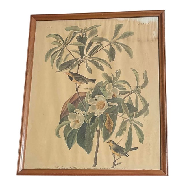 Framed Audubon Bachman’s Warbler Print Plate CLXXXV Engraved Havell 1833 Vintage Naturalist Bird Art For Sale