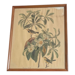 Framed Audubon Bachman’s Warbler Print Plate CLXXXV Engraved Havell 1833 Vintage Naturalist Bird Art