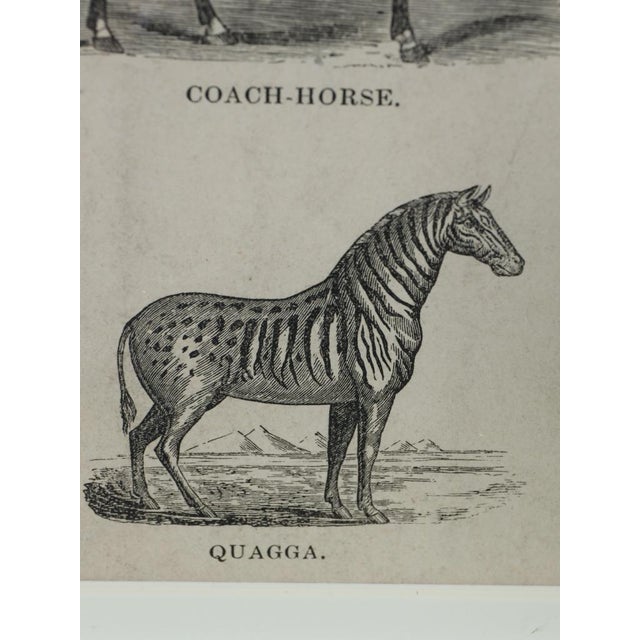 Webb & Millington, The Panorama of Horses, 1850, Engraving For Sale - Image 18 of 18