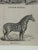 Webb & Millington, The Panorama of Horses, 1850, Engraving For Sale - Image 18 of 18