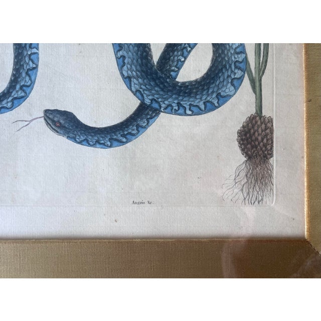 Late 18th Century Mark Catesby "Wampum Snake With Red Lily" Framed Etching For Sale - Image 4 of 6