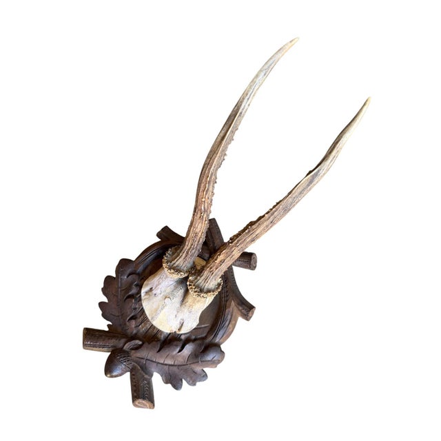 Cabin Roe Deer Trophy 112 Black Forset Antlers For Sale - Image 3 of 5