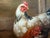 Realism Vintage Signed Rooster and Chickens Oil Painting Farmyard Hen Scene, Gold Frame For Sale - Image 3 of 12