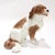 Dresden Porcelain Antique Dresden Porcelain King Charles Spaniel Sculpture or Figurine For Sale - Image 4 of 18