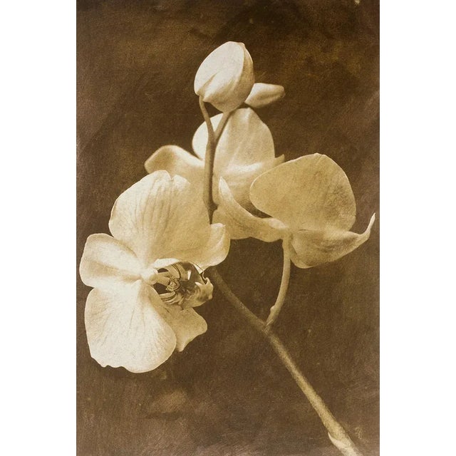 Ian Sanderson, Orchid 2, 2010, Archival Pigment Print For Sale - Image 6 of 6