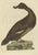 Early 19th Century Sepp & Nozeman, Velvet Scoter, 1809, Paper For Sale - Image 5 of 5
