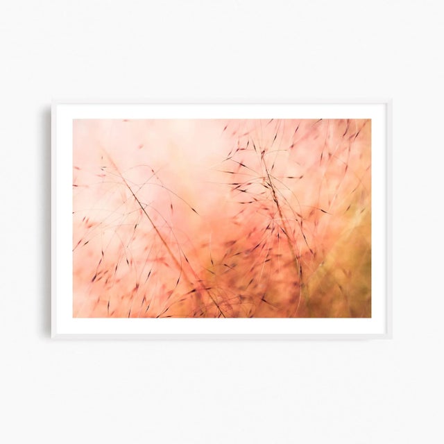 'In the Pink' Set of Botanical Photographs, Series of Four 45 X 30" Fine Art Photography Prints For Sale - Image 14 of 15