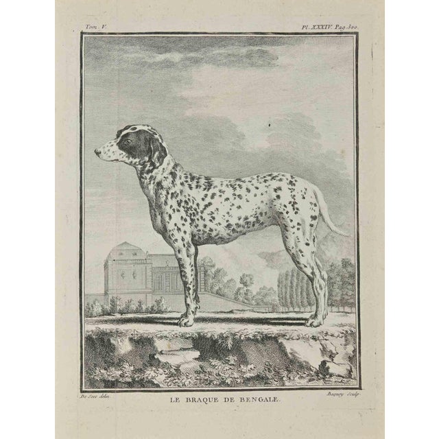 Jean Charles Baquoy, Le Braque De Bengale, Etching, 1771 For Sale