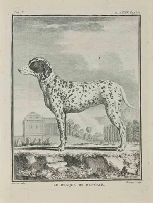Jean Charles Baquoy, Le Braque De Bengale, Etching, 1771