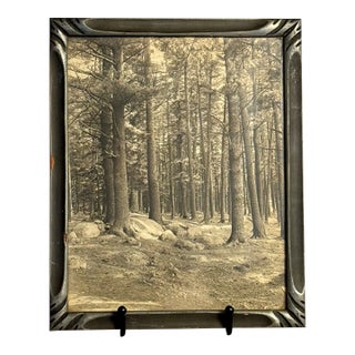 1900s Antique Black and White Forest Scene Photograph For Sale