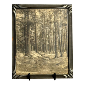 1900s Antique Black and White Forest Scene Photograph