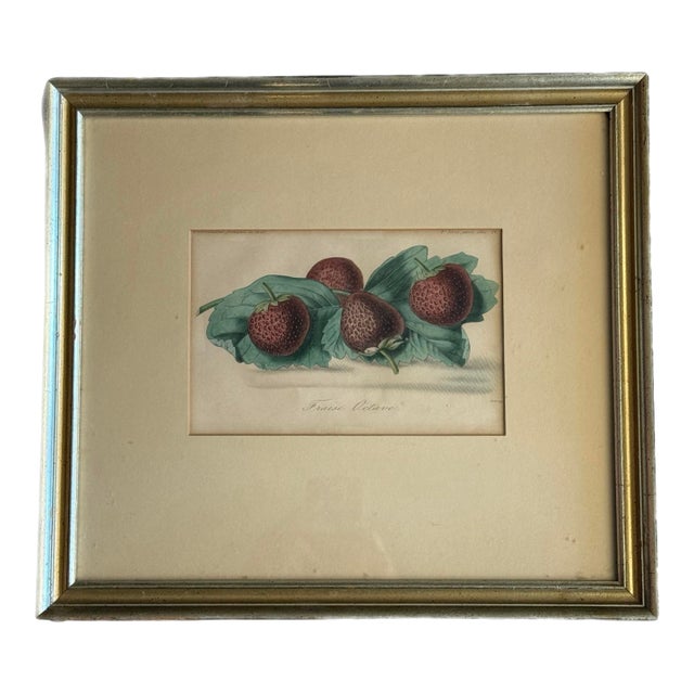 1860 French Botanical Lithograph ‘Fraise Octave’ – Hand Colored Strawberry Plate For Sale