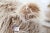Vintage Life-Sized Stuffed Sheep Ottoman For Sale - Image 14 of 15
