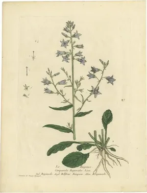 Regnault, Botany Illustration of Campanula Rapunculus, 1780, Print