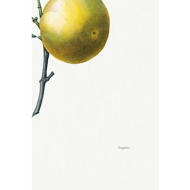 Orange by Redouté, Vintage Botanical Art Print, 32" X 48" For Sale In Buffalo - Image 6 of 8