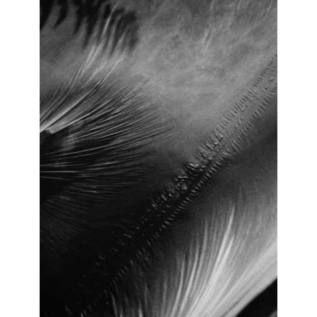 Wind stretched daydream' London, United Kingdom 2022. Limited edition of 10. Printed on the finest archival Hahnemühle...