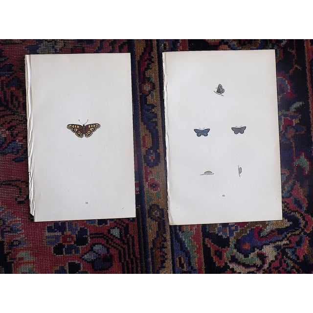Printmaking Materials Antique 19th Century Hand Colored Butterfly Lithographs - Set of 10 For Sale - Image 7 of 12