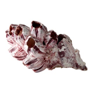 Natural Barnacle Shell For Sale
