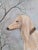 Antique 19th Century Oil Painting Portrait of a Saluki Dog For Sale In Los Angeles - Image 6 of 17