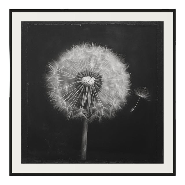 27.5' X 27.5' - 'Dandelion' #1 - Black and White Limited Edition Botanical Floral Photography Print by Diane Grant Studio For Sale