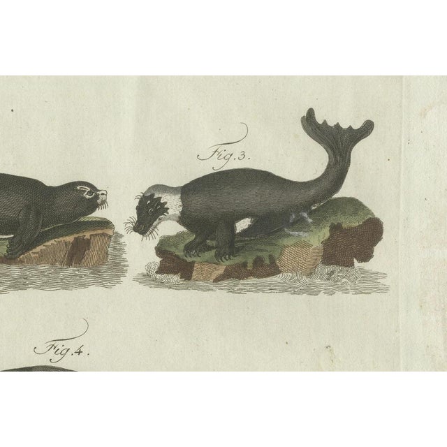 Bertuch, Seals, Sea Lion and Manatee, 1790, Engraving For Sale - Image 4 of 9