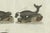 Bertuch, Seals, Sea Lion and Manatee, 1790, Engraving For Sale - Image 4 of 9