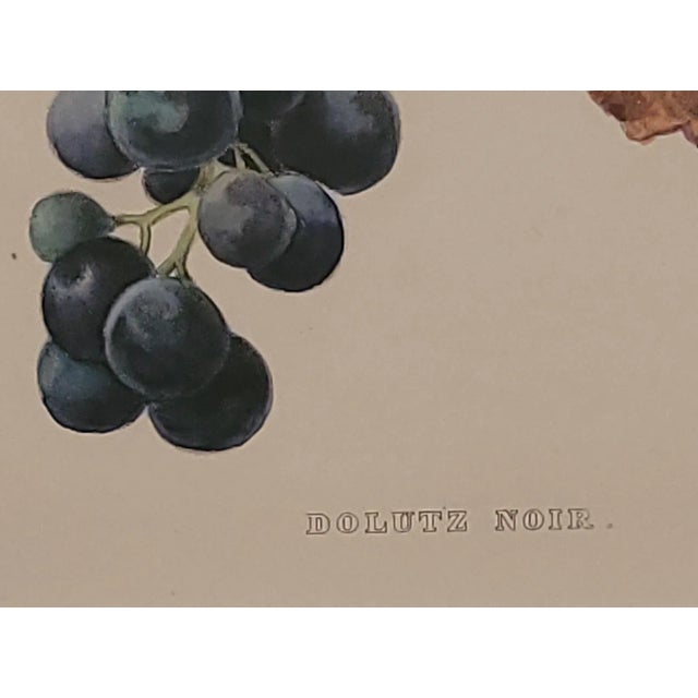19th Century Hand Colored French Engraving of Grapes For Sale - Image 4 of 5