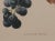 19th Century Hand Colored French Engraving of Grapes For Sale - Image 4 of 5