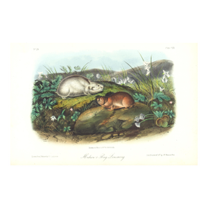 1854 Audubon Quadruped Octavo Lithograph "Plate 119 Hudon's Bay Lemming"