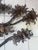 Mid-Century Modern Brutalist Tree Sculpture For Sale - Image 3 of 6