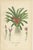 Antique orchid and bromeliad chromolithographs – Karatas, Aechmea & Billbergia – 1897 This fine set of three...