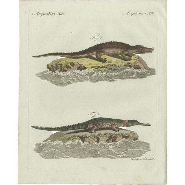 Bertuch, American Crocodile and Gharial, 1802, Engraving For Sale - Image 10 of 10