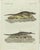 Bertuch, American Crocodile and Gharial, 1802, Engraving For Sale - Image 10 of 10