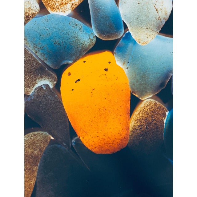 Jeffrey Rothstein, Flora Fauna Series Vintage Color Photograph Abstract Flower Fuji Crystal Photo, c.1998 For Sale - Image 4 of 7