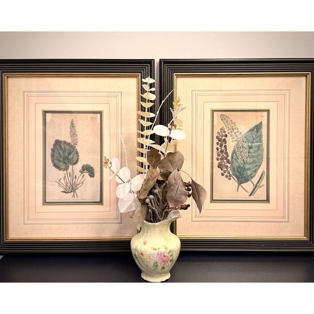 Green Pair of Early 19th Century Curtis Botanical Magazine Engravings, Hand-Colored, Framed (1804 & 1806) Reproduction For Sale - Image 8 of 8