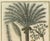 J.C. Volkamer, Botanical Date Palm, 1713, Engraving For Sale - Image 4 of 9